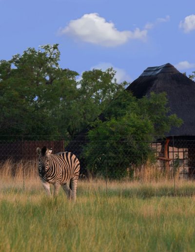 Zebra with Log Cottage in the background