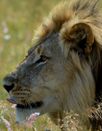 Lion