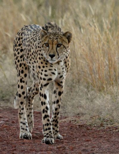 Cheetah walking