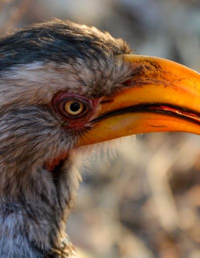 Hornbill