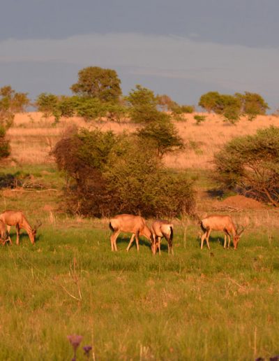 Red Hartebeest