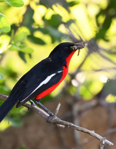 Crimson Breasted Shrike