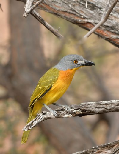 Grey Headed Bush Shrike