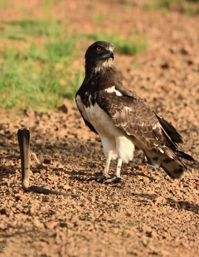 Black Chested Snake Eagle