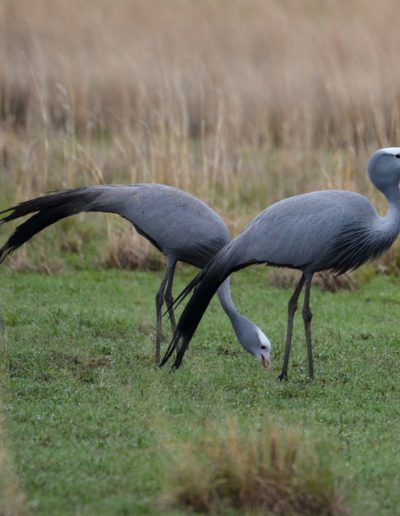 Blue Crane