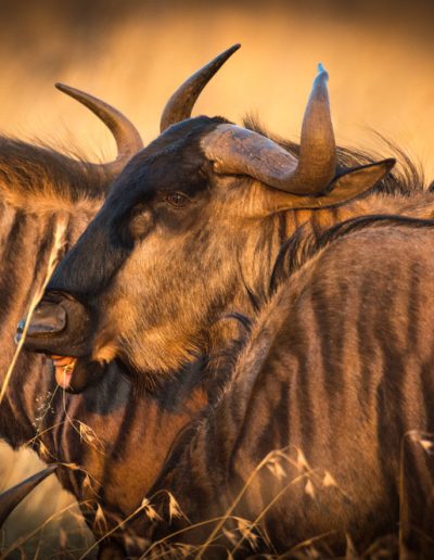 Blue Wildebeest