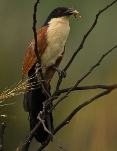 Burchell's Coucal