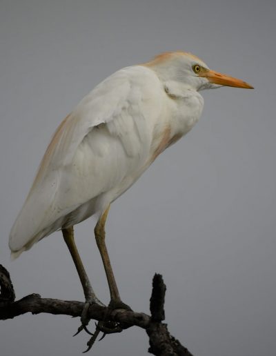Cattle Egret