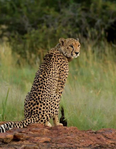 Cheetah Male Sitting