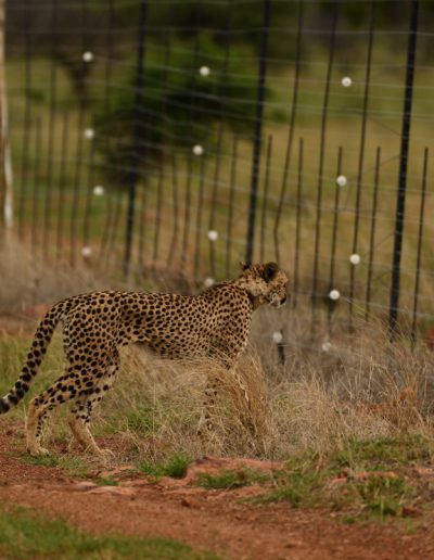Cheetah