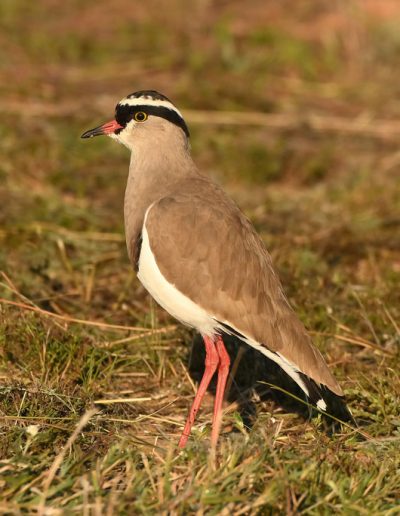 Crowned Lapwing