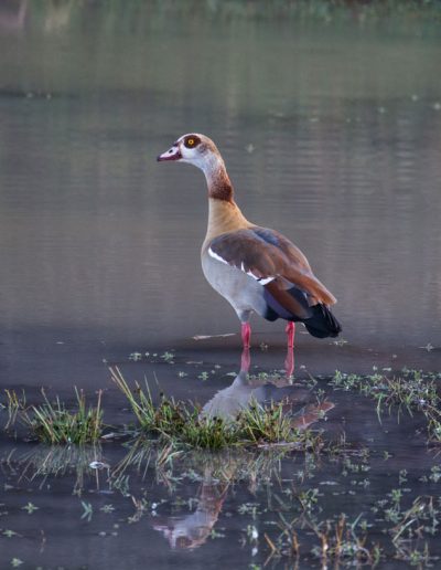 Egyptian Goose Alopochen aegyptiaca
