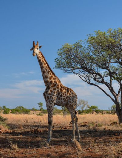 Giraffe Landscape