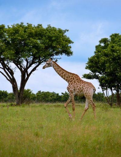 Giraffe Marula Trees