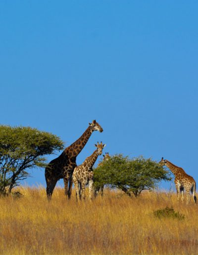 Giraffes