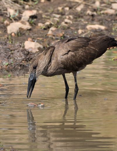 Hamerkop with Frog