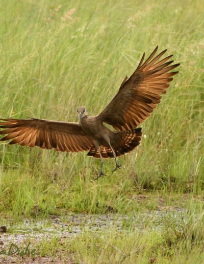 Hamerkop