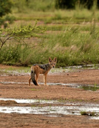 Jackal