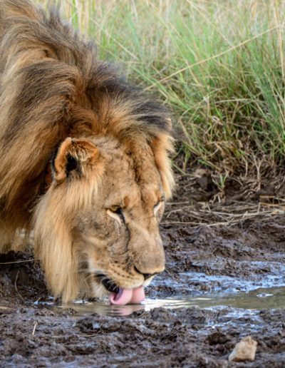 Male Lion drinking water
