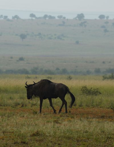 Blue Wildebeest in mist