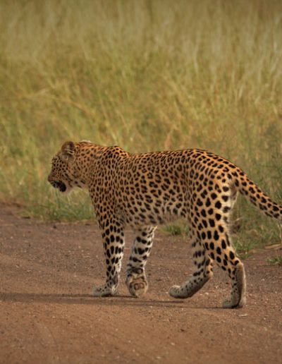 Leopard