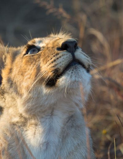 Lion Cub