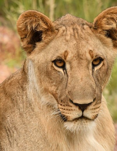 Lioness