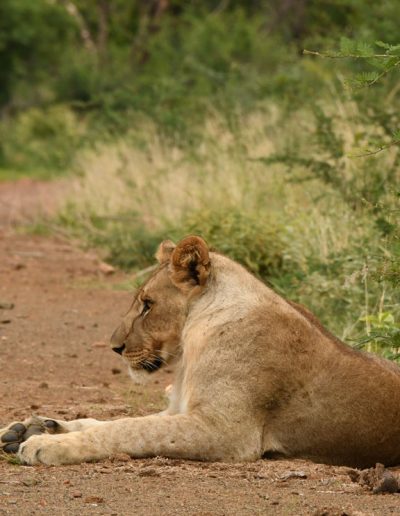 Lioness lying down