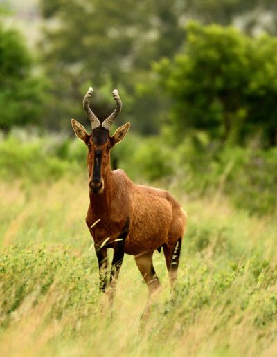 Red Hartebeest