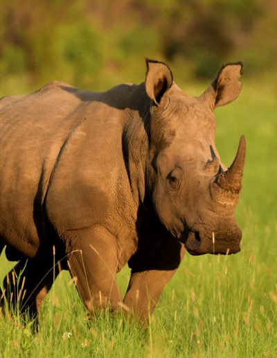 Rhino in landscape
