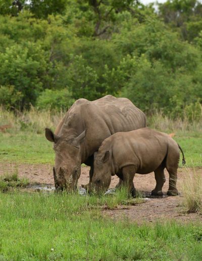 Rhino mother and calf