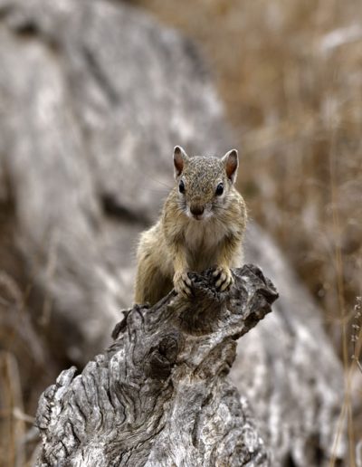Squirrel