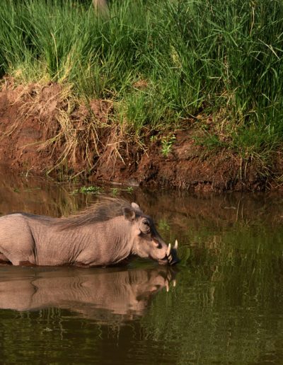 Warthog cooling down