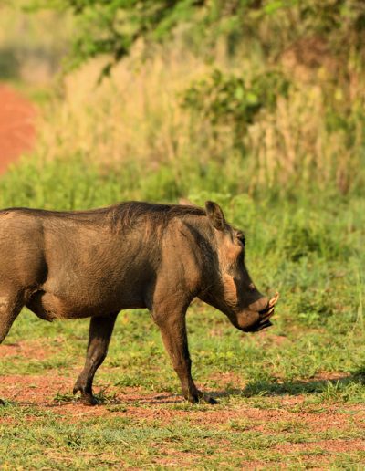 Warthog