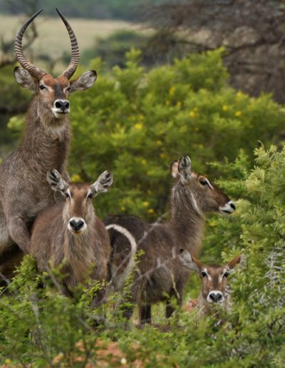Waterbuck family