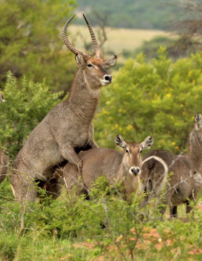 Waterbuck group