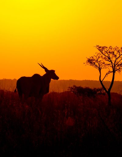 Eland sunset