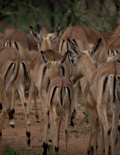 Impala herd