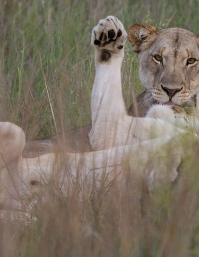Lioness in the grass