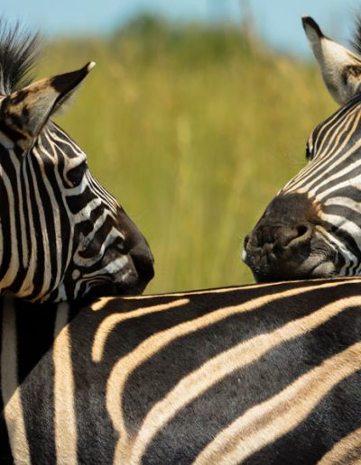 Zebra