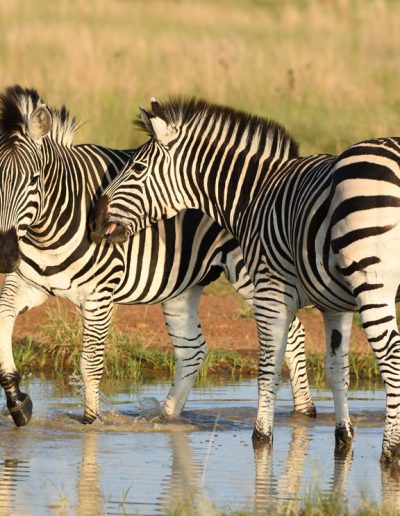 Zebras