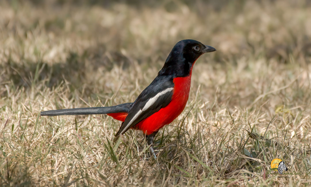Birding-iKhaya-Crimson-Breasted-Shrike bird watching