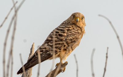 Bird Watching Tips